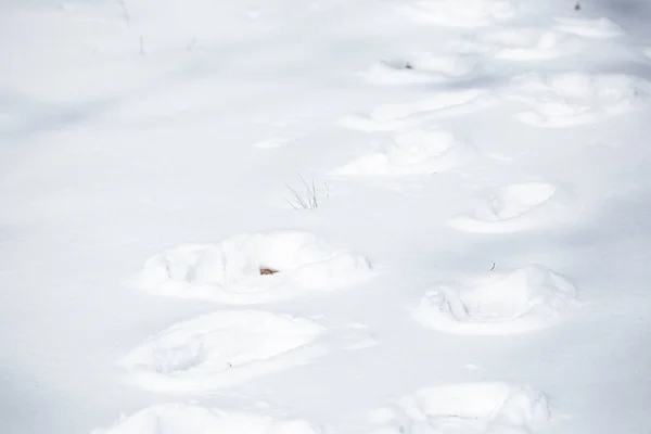 Ludzkie Ślady Wiodące Ścieżką Śniegu — Zdjęcie stockowe