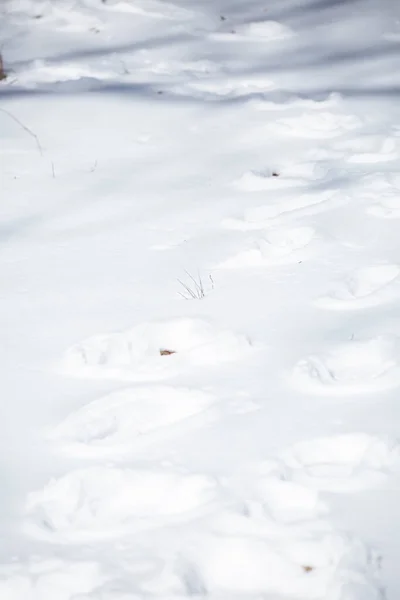 Menselijke Sporen Die Leiden Naar Een Pad Sneeuw — Stockfoto