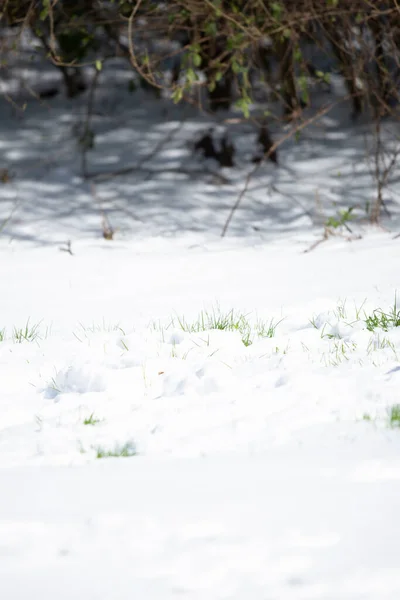 Ślady Śniegu Gdzie Pojawiają Się Szczyty Ostrzy Zielonej Trawy — Zdjęcie stockowe
