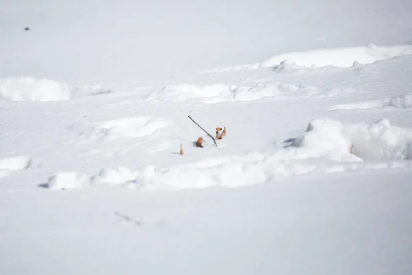 Trilhas Pesadas Afundadas Neve Branca Bonita — Fotografia de Stock