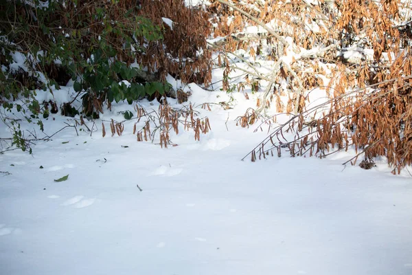 Veverky Ptačí Stopy Sněhu Poblíž Padlé Větve Mrtvými Listy — Stock fotografie