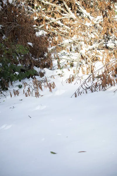 Ślady Wiewiórek Ptaków Śniegu Pobliżu Upadłej Kończyny Martwymi Liśćmi — Zdjęcie stockowe