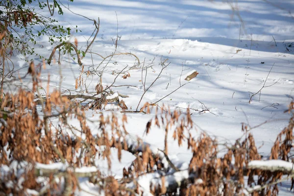 Různé Velikosti Stop Vinoucích Sněhem Padlou Větví Mrtvými Listy — Stock fotografie