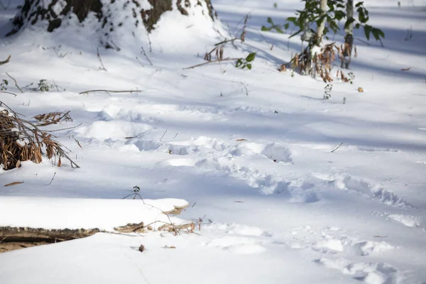 Βαθιά Ίχνη Που Στριφογυρίζουν Μέσα Στο Λευκό Απαλό Χιόνι — Φωτογραφία Αρχείου