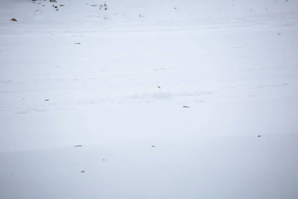 危险的白雪覆盖的道路上的浅色轮胎痕迹 — 图库照片