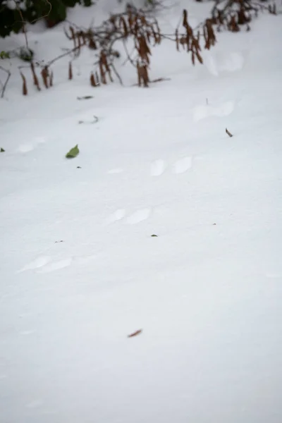 Trilhas Animais Profundamente Neve Branca Macia — Fotografia de Stock