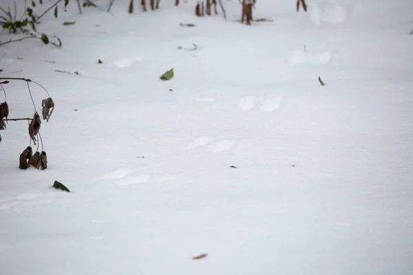 Trilhas Animais Profundamente Neve Branca Macia — Fotografia de Stock