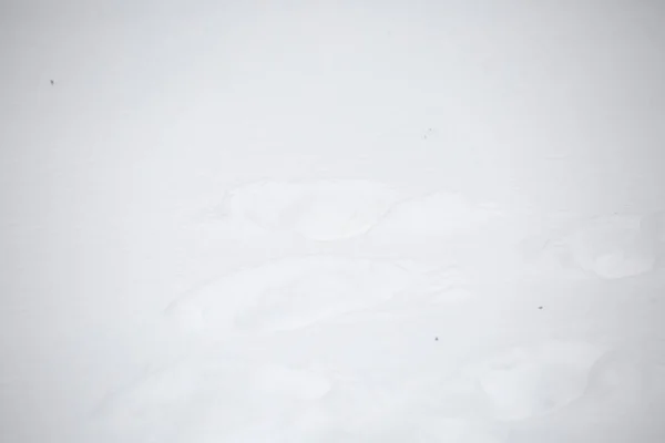 Tracce Impronte Nella Neve Bianca Altrimenti Incontaminata — Foto Stock