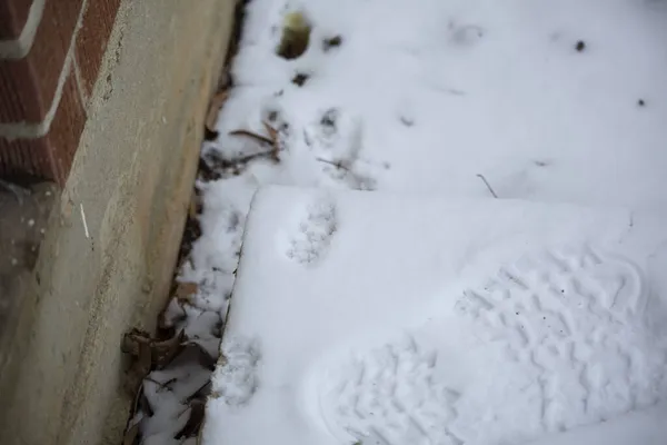 Odcisk Kota Obok Odcisku Buta Śniegu Pobliżu Domu — Zdjęcie stockowe