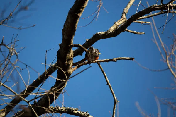 American Robin Turdus Migratorius Facing Away Tree Limb — Stock Photo, Image
