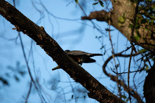 Robin Amérique Turdus Migratorius Étendant Sur Membre Arbre — Photo