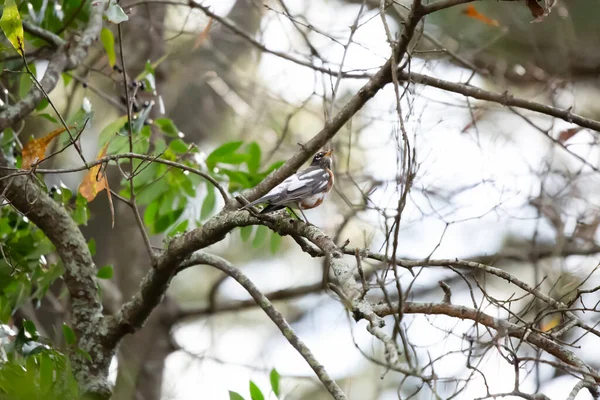 Zvědavý Leukisitický Americký Robin Turdus Migratorius Rozhlížející Kolem — Stock fotografie