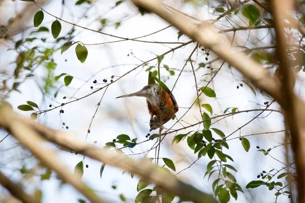 Американская Малиновка Turdus Migratorius Собирающая Ягоды Виноградной Лозе — стоковое фото