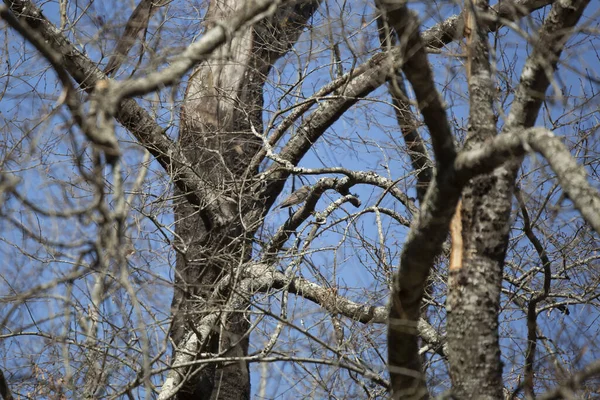 きれいな青の日に木の枝にマジェスティック アメリカン ロビン トゥルス マイグレーション が倒れた — ストック写真
