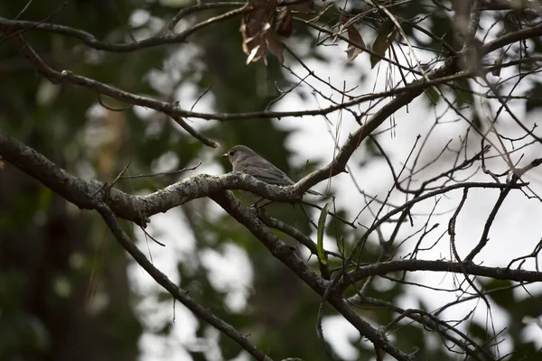 Imaturo Americano Robin Turdus Migratorius Enfrentando Afastado Cinza Nublado Dia — Fotografia de Stock