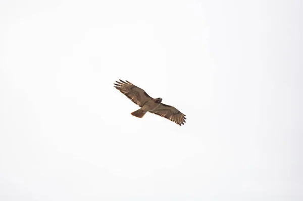 Red Tailed Havik Levend Dier Snavel Snavel Biodiversiteit Biologie Vogels — Stockfoto