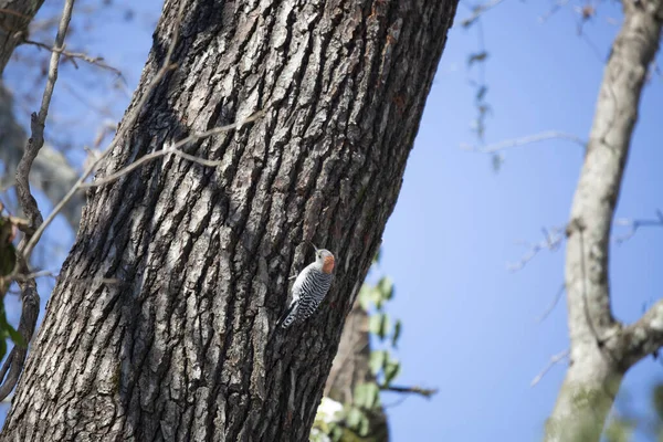 Pájaro Carpintero Vientre Rojo Hembra Melanerpes Carolinus Perforando Tronco Árbol — Foto de Stock