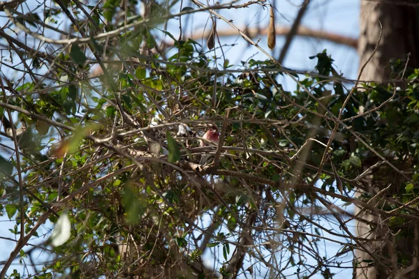 Purpurfinkenmännchen Haemorhous Purpureus Blickt Von Seinem Sitzstangen Auf Einem Busch — Stockfoto