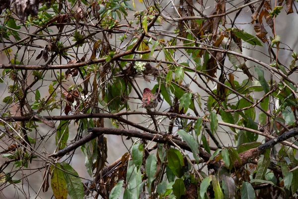 Purpurfinkenmännchen Haemorhous Purpureus Schaut Sich Von Seinem Barsch Aus Während — Stockfoto