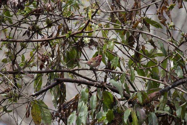 Purpurfinkenmännchen Haemorhous Purpureus Schaut Sich Von Seinem Sitzstange Auf Einem — Stockfoto