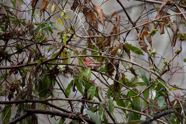 Majestätischer Purpurfink Haemorhous Purpureus Blickt Aus Seinem Etwas Barschen Gebüsch — Stockfoto