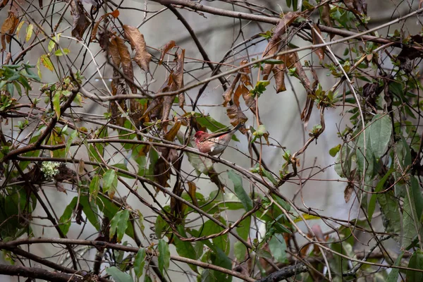 Majestätischer Purpurfink Haemorhous Purpureus Blickt Von Seinem Sitzstange Auf Einem — Stockfoto