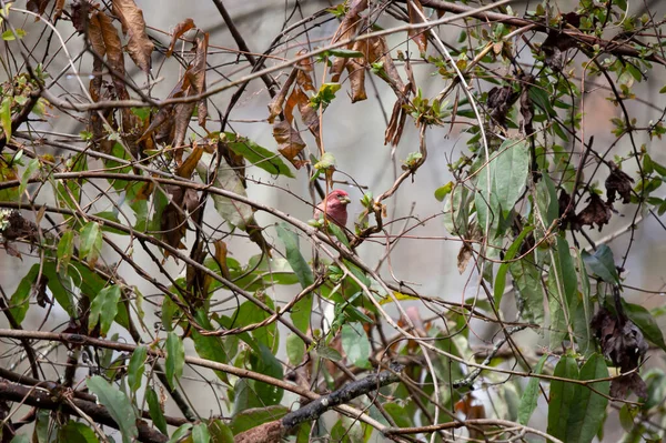 Ciekawy Samiec Zięby Fioletowej Krwotoczny Purpurowy Rozglądający Się Okonia Krzaku — Zdjęcie stockowe