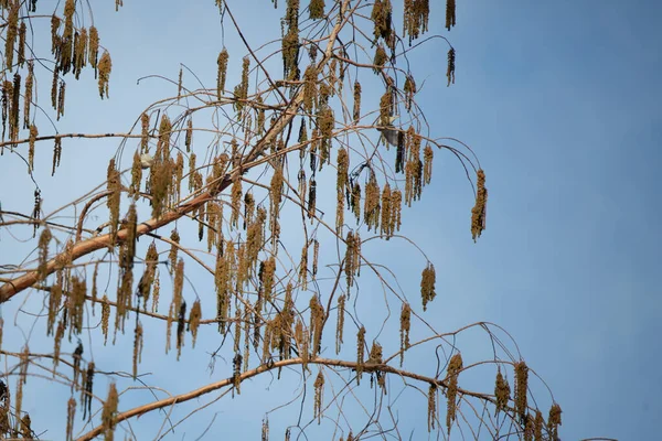 Два Сосновых Чипса Spinus Pinus Кормятся Дереве — стоковое фото