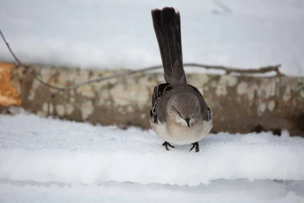 北方的模仿鸟 Mimus Poslyglotto 在冰封的地面上的四肢前觅食 — 图库照片