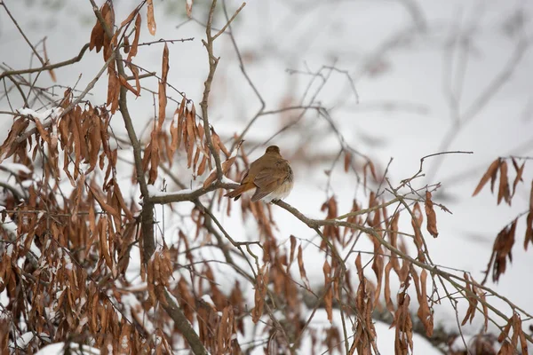 Curious Hermit Thrush Catharus Guttatus Looking Dead Branch Snow — Stock Photo, Image