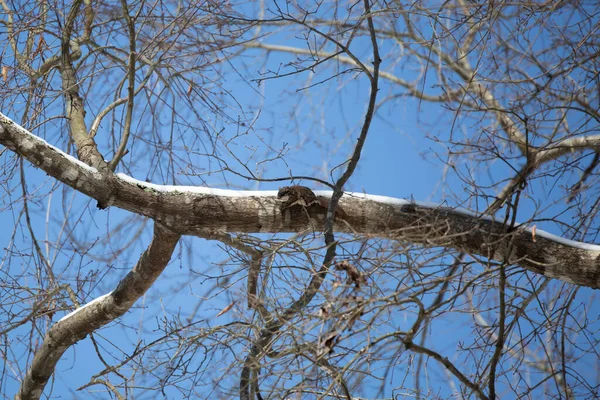 Gleithörnchen Glaucomys Volans Auf Einem Schneebedeckten Baumstamm — Stockfoto