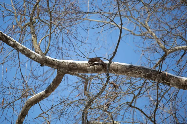 Gleithörnchen Glaucomys Volans Springt Einem Schneebedeckten Baumstamm Entlang — Stockfoto