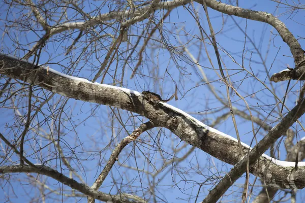 Летающая Белка Glaucomys Volans Прыгает Вдоль Заснеженной Ветки Дерева — стоковое фото