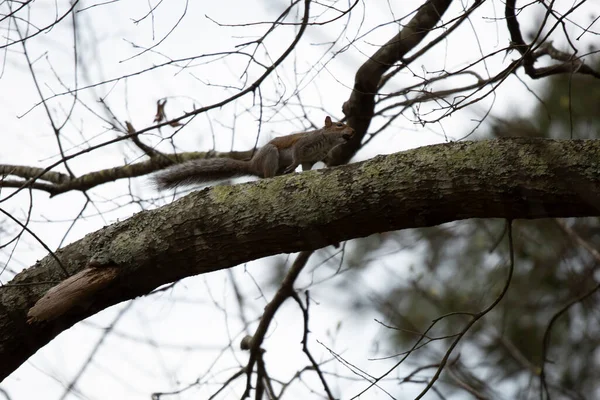 Esquilo Cinzento Oriental Sciurus Carolinensis Saltando Longo Membro Árvore Com — Fotografia de Stock