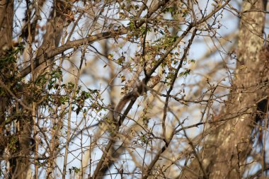 Doğu gri sincabı (Sciurus carolinensis) bir ağaç dalında yiyecek arıyor