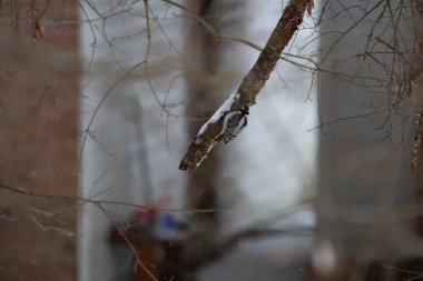 Dişi ağaçkakan (Picoides ergenliği) karda bir ağaç dalında yiyecek arıyor.