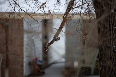 Dişi ağaçkakan (Picoides ergenliği) karda yiyecek bulmak için bir ağaç dalını deliyor.