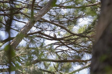Rüzgarda dalgalanan tüyleriyle (Zenaida macroura) yaslı güvercin.