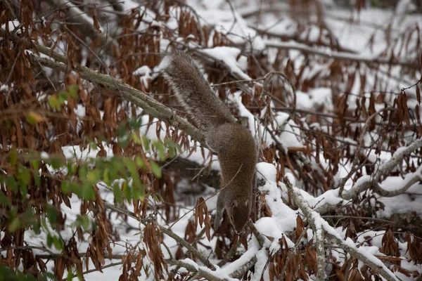 Esquilo Cinzento Oriental Sciurus Carolinensis Saltando Seu Poleiro Ramo Coberto — Fotografia de Stock