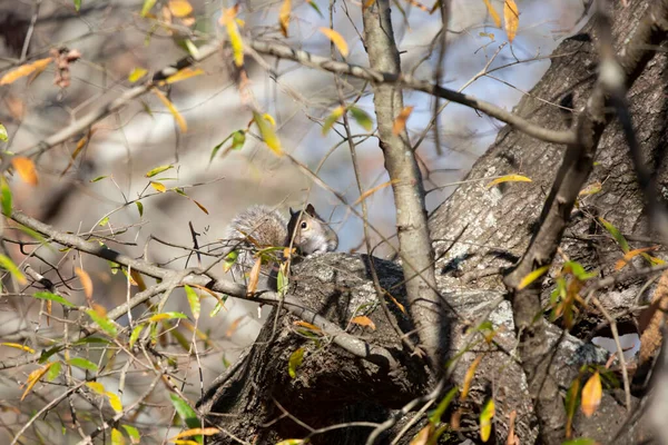 Linda Ardilla Gris Oriental Sciurus Carolinensis Descansando Sobre Una Rama — Foto de Stock