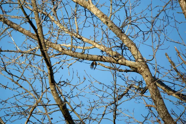 Pájaro Carpintero Macho Picoides Pubescens Volando Desde Percha Una Rama — Foto de Stock