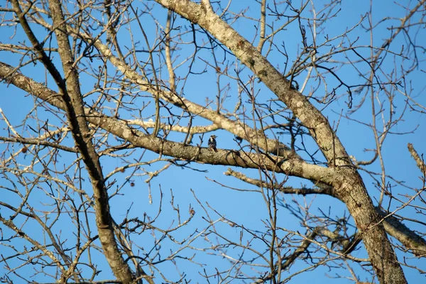 나뭇가지에 위풍당당 딱따구리 번데기 — 스톡 사진