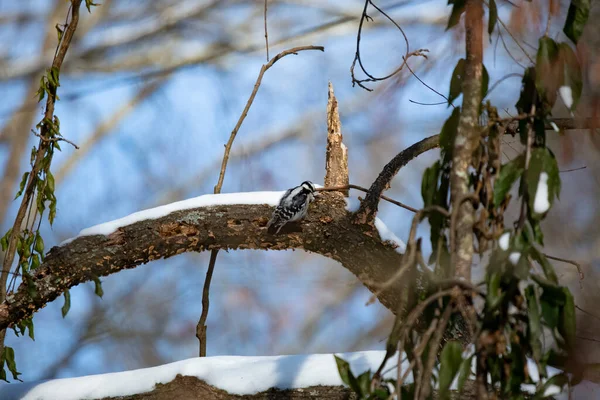 Weiblicher Specht Picoides Pubescens Auf Nahrungssuche Einem Schneebedeckten Baumstamm — Stockfoto