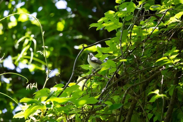 丛生的乳头鼠 双色Baeolophus Bicolor 从树枝上的栖木上雄伟地环视四周 — 图库照片