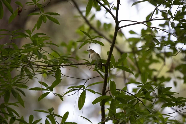 Червоноокий Віск Vireo Olivaceus Дивлячись Навколо Велично Від Його Окуня — стокове фото