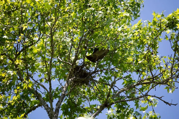 Mississippi Kite Ictinia Mississippiensis Taking Flight Its Nest — Stock Photo, Image