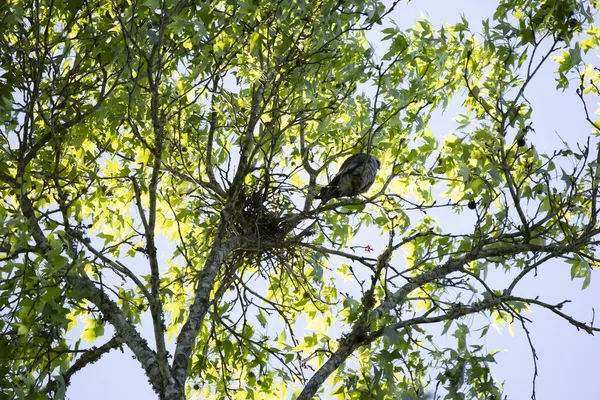 Mississippi Drachen Ictinia Mississippiensis Blickt Neugierig Von Einer Sitzstange Auf — Stockfoto