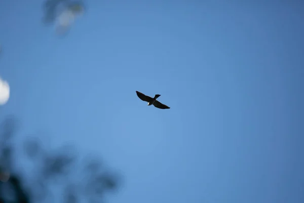 Mississippi Kite Ictinia Mississippiensis Soaring Sky — Stock Photo, Image