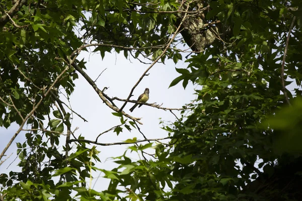 Zvědavý Velkooký Mucholapka Myiarchus Crinitus Rozhlížející Mýtině Mezi Větvemi Stromů — Stock fotografie