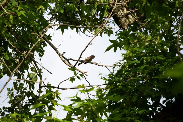 Nieuwsgierige Grootkuifvliegenvanger Myiarchus Crinitus Die Vanaf Zijn Zitplaats Een Boom — Stockfoto